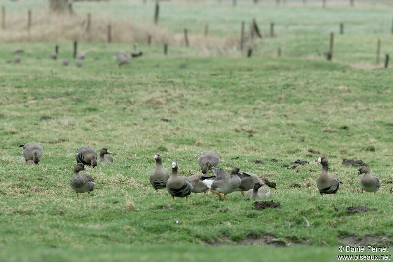 Greater White-fronted Gooseadult post breeding, identification