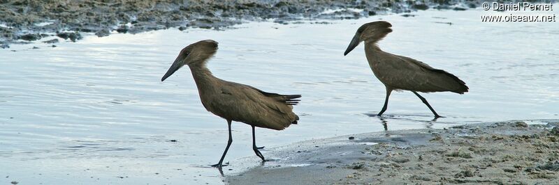 Hamerkop , identification