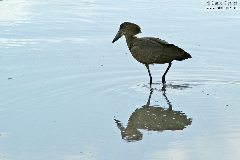 Hamerkop, identification