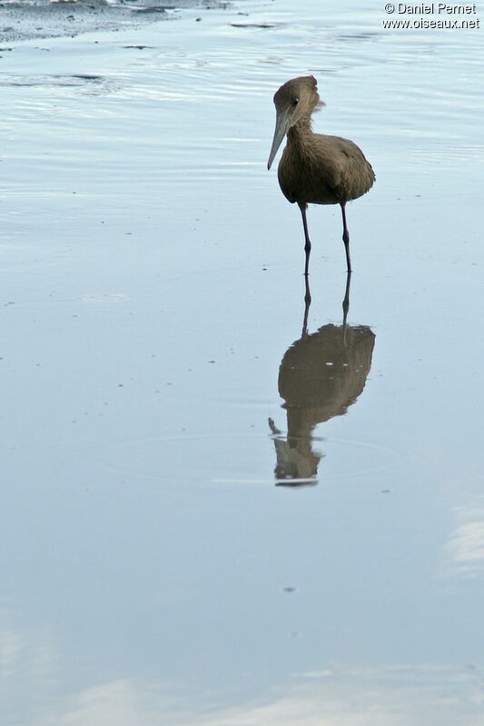 Hamerkop, identification