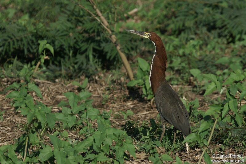 Rufescent Tiger Heronadult, identification