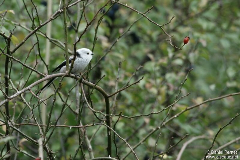 Orite à longue queueadulte, identification