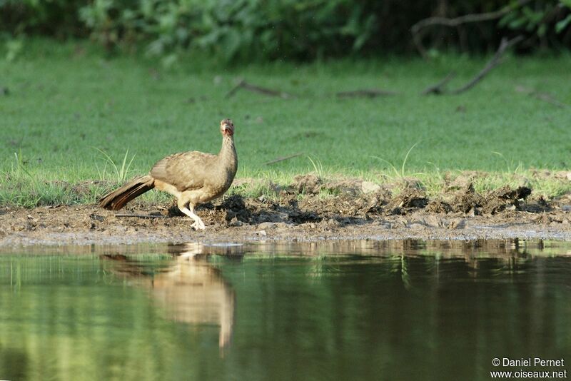 Chaco Chachalacaadult