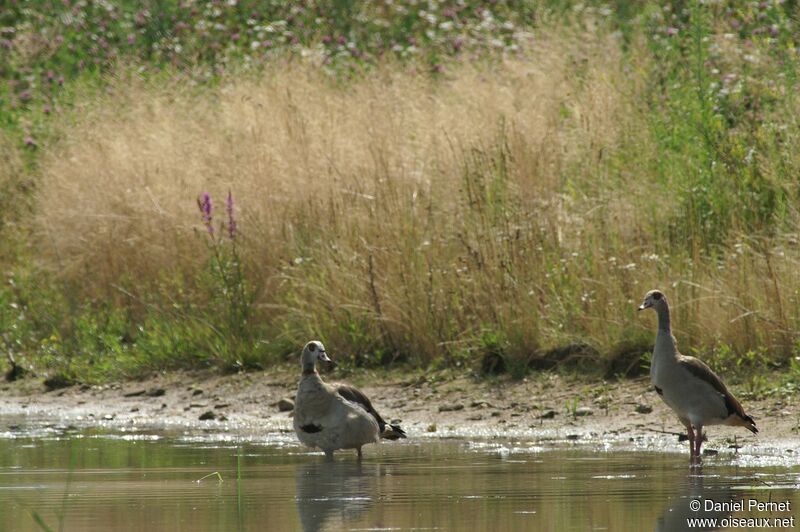 Egyptian Gooseadult, Behaviour