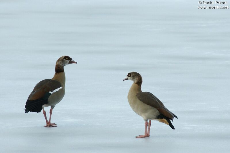 Egyptian Gooseadult, identification, Behaviour