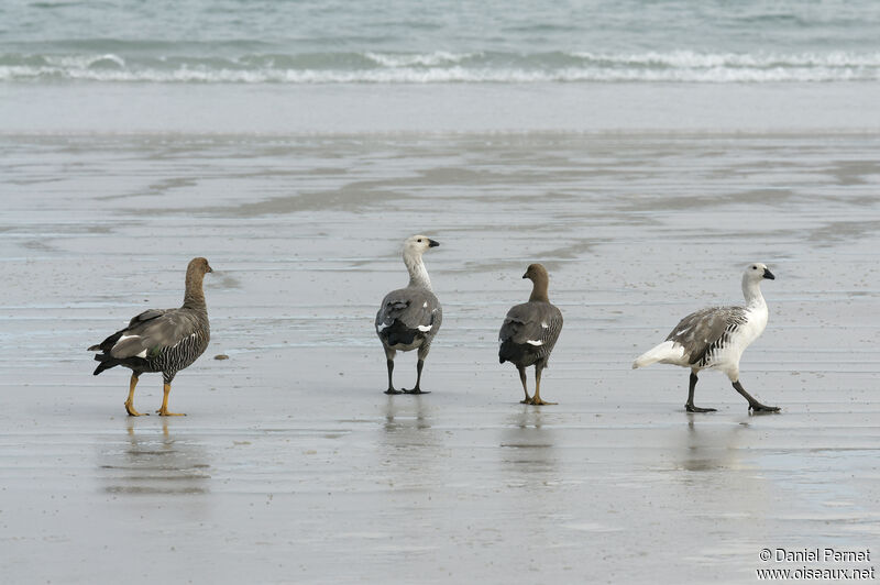 Upland Goose female