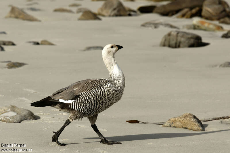 Upland Goose male subadult, identification