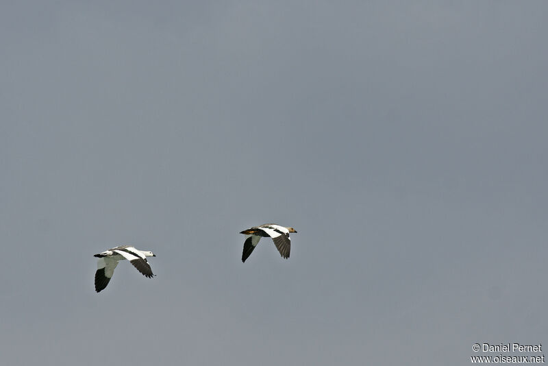 Upland Gooseadult, Flight