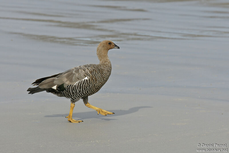 Upland Gooseadult, walking