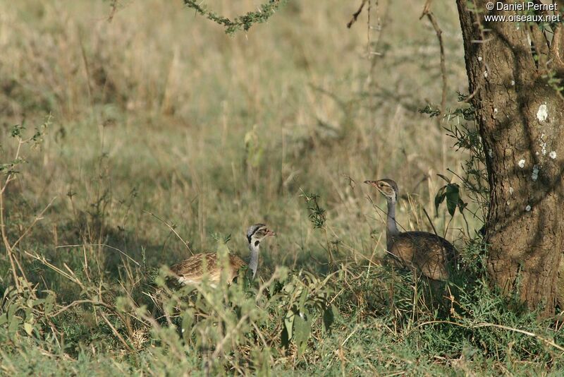 Outarde du Sénégal adulte, identification