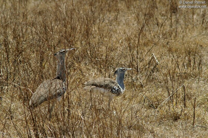 Kori Bustard adult, identification