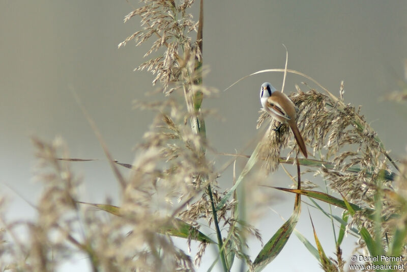 Bearded Reedling male adult, identification