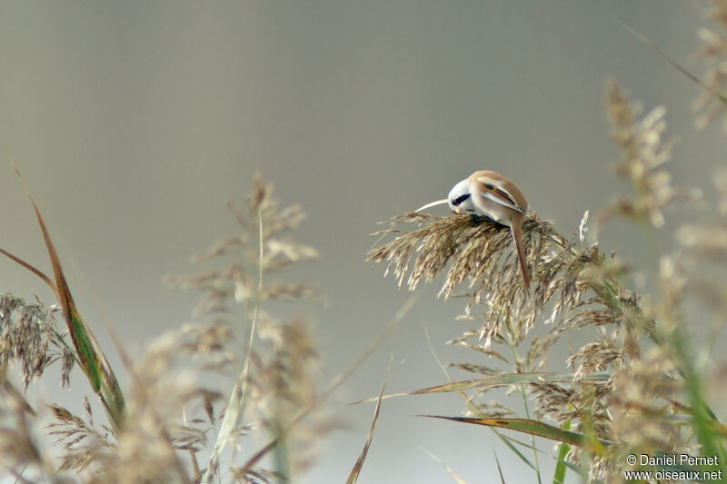 Bearded Reedling male adult, identification, eats