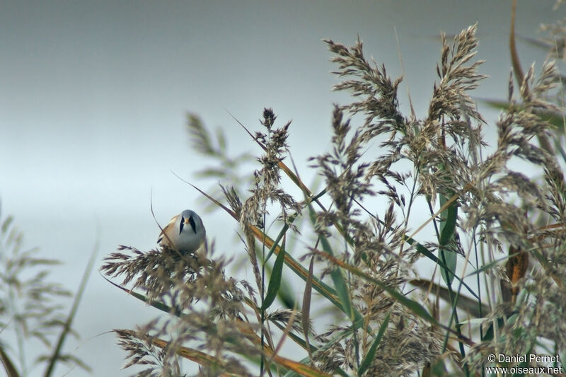 Bearded Reedling male adult, identification