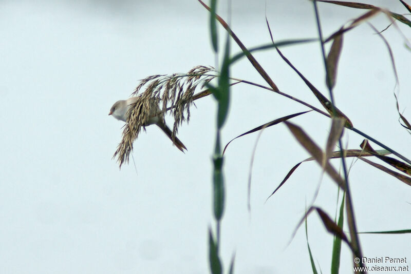 Bearded Reedling female, identification