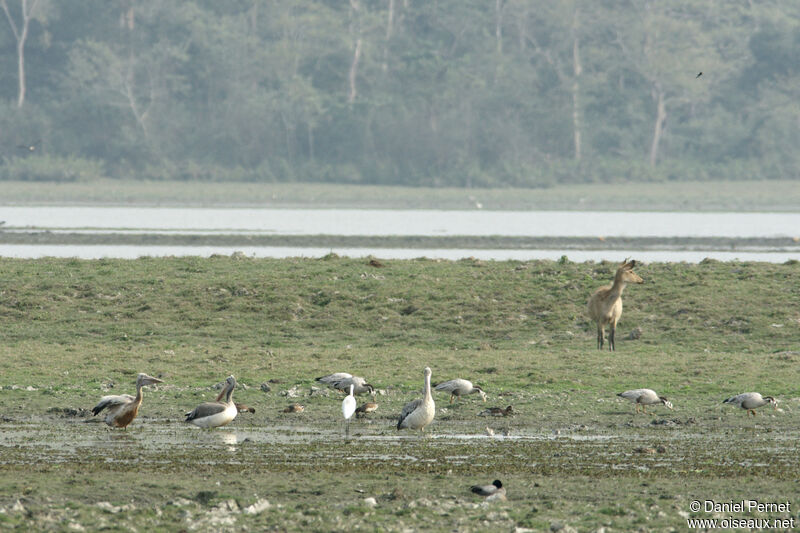 Pélican à bec tachetéadulte, habitat, marche