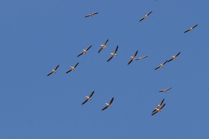 Great White Pelicanadult, Flight