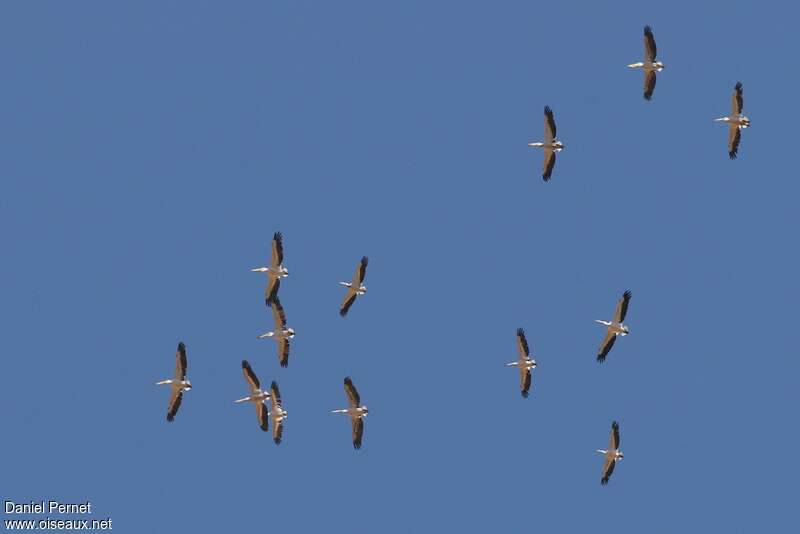 Great White Pelicanadult, Flight, Behaviour