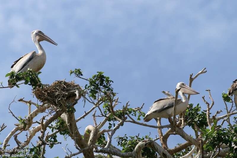 Pink-backed Pelicanadult breeding, Reproduction-nesting