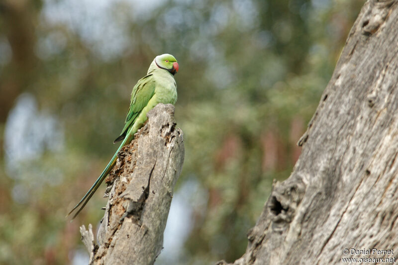 Rose-ringed Parakeetadult, habitat