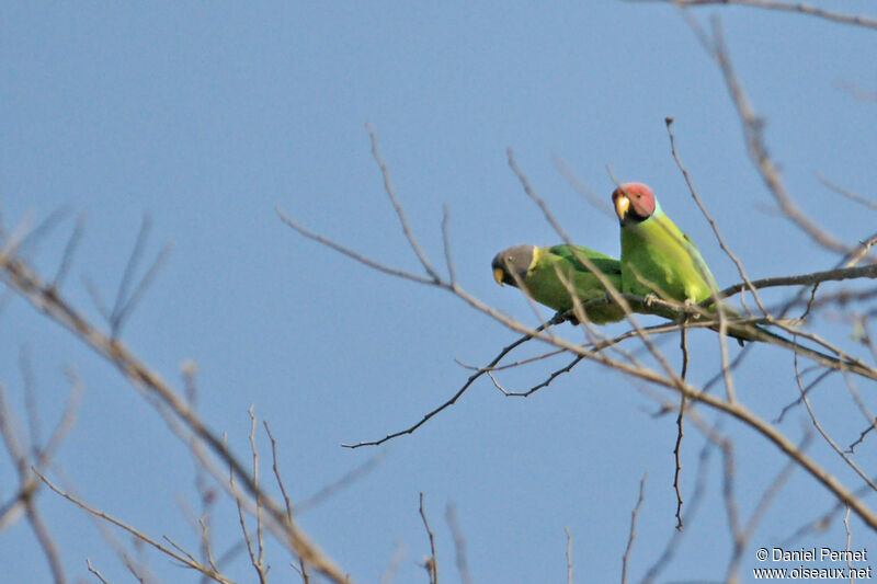 Plum-headed Parakeetadult