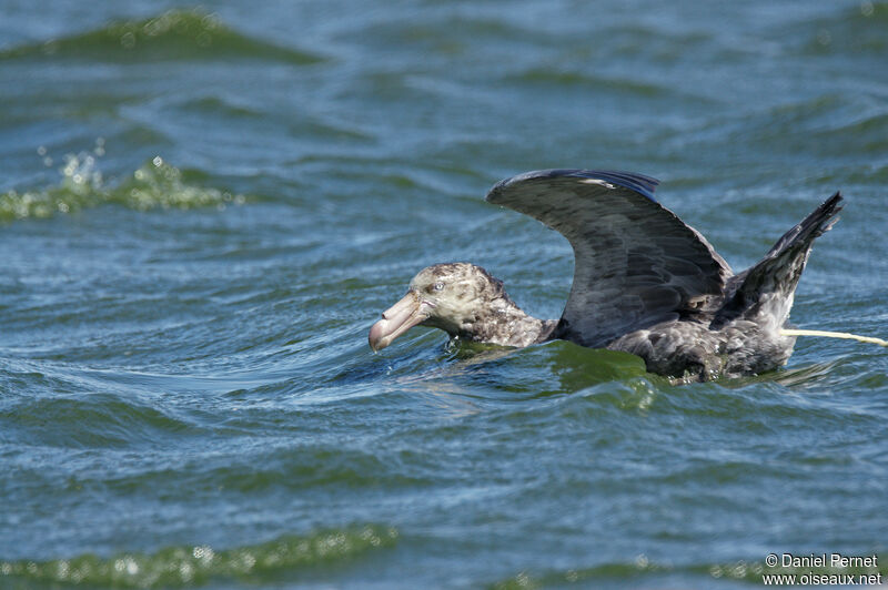 Northern Giant Petrel, identification, swimming