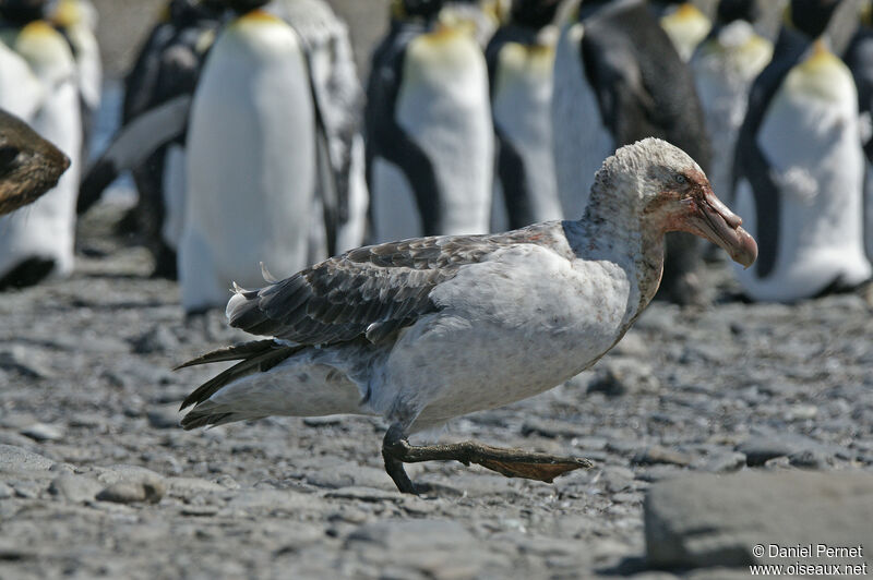 Southern Giant Petreladult, walking