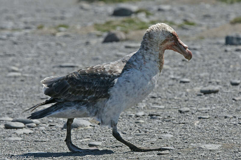 Southern Giant Petreladult breeding, identification