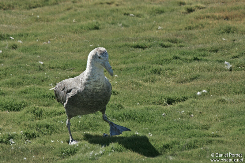 Southern Giant Petreladult breeding, identification, walking