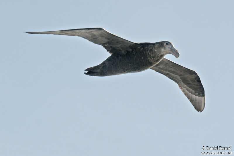 Southern Giant Petrelimmature, Flight