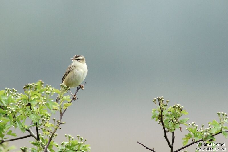 Sedge Warbleradult, Reproduction-nesting