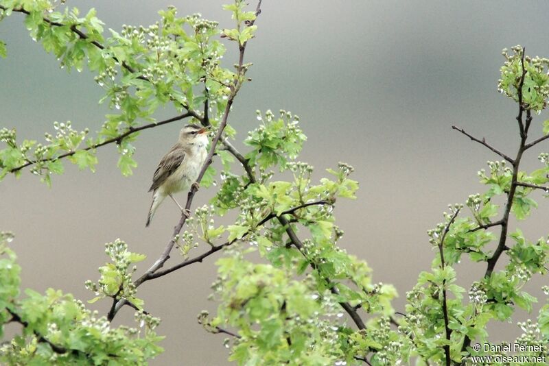 Sedge Warbleradult, Reproduction-nesting