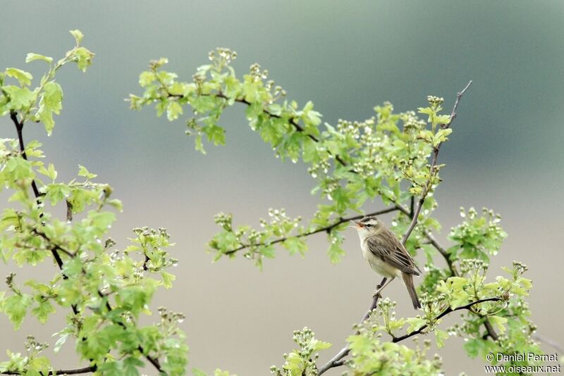 Sedge Warbleradult, Reproduction-nesting