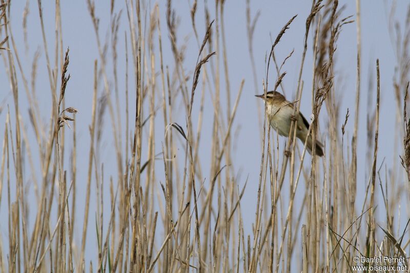 Phragmite des joncsadulte, Nidification