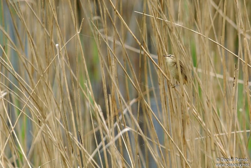 Phragmite des joncsadulte, Nidification