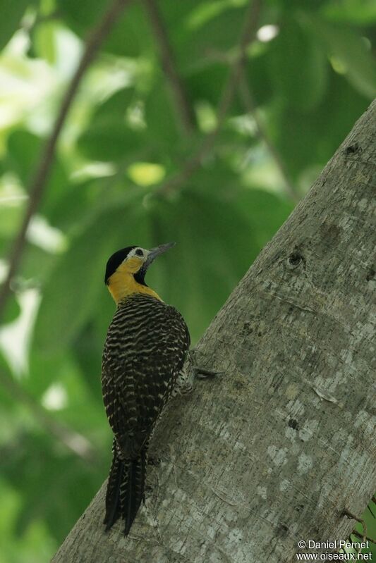 Campo Flicker female adult, identification