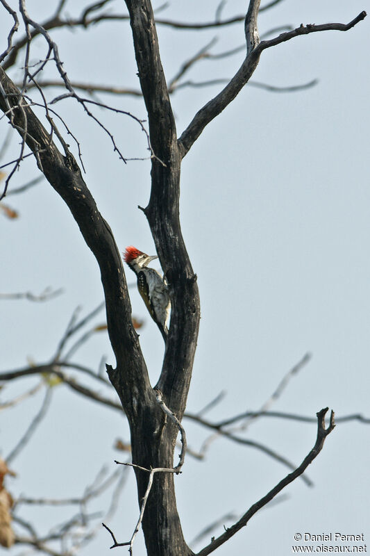 Pic du Bengaleadulte, identification