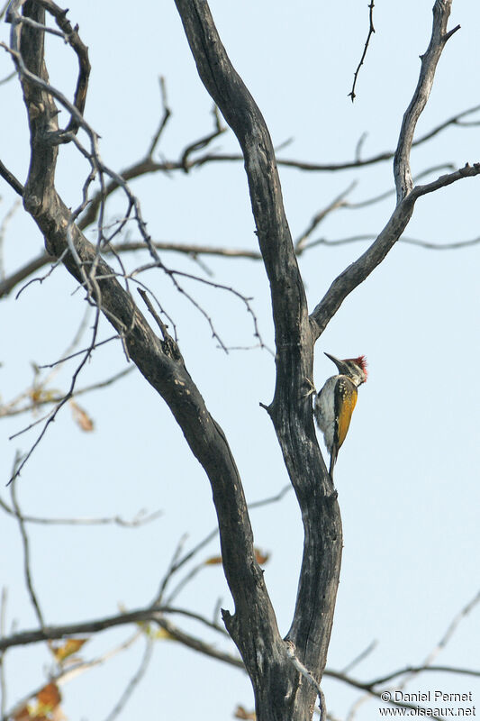 Black-rumped Flamebackadult, identification