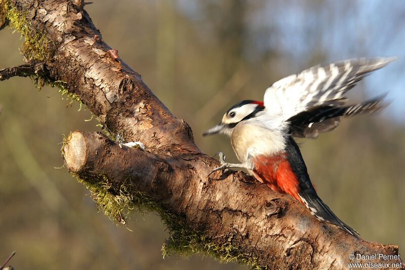 Great Spotted Woodpecker male adult, Behaviour