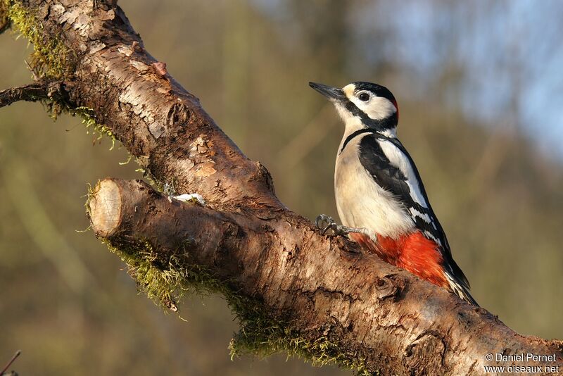 Great Spotted Woodpecker male adult, Behaviour