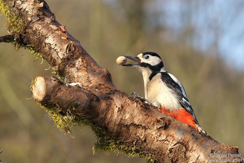 Great Spotted Woodpecker male adult, Behaviour