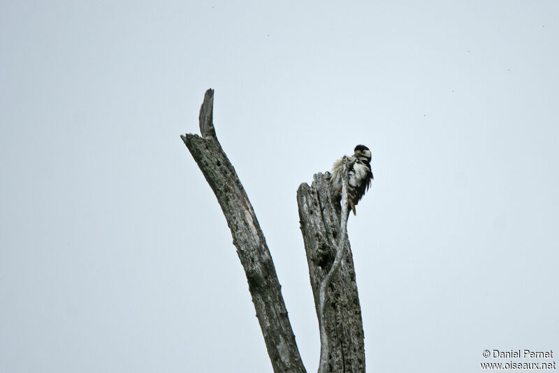 Pic épeicheadulte, habitat