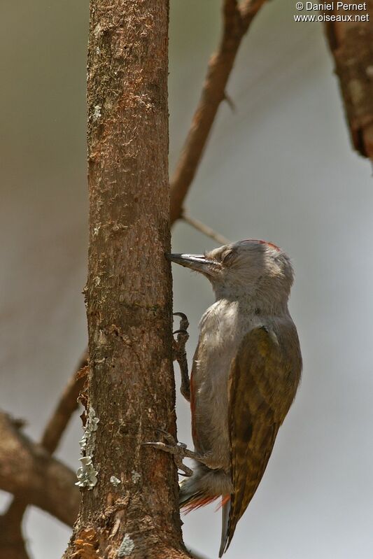 African Grey Woodpeckerimmature, identification