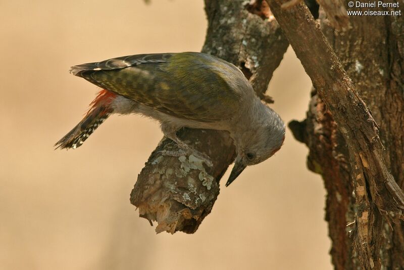 African Grey Woodpeckerimmature, identification