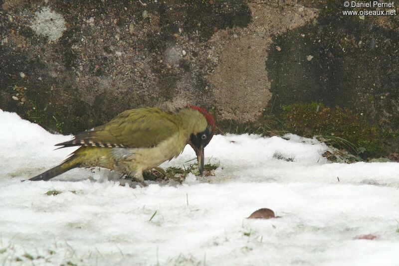 Pic vertadulte, identification, régime