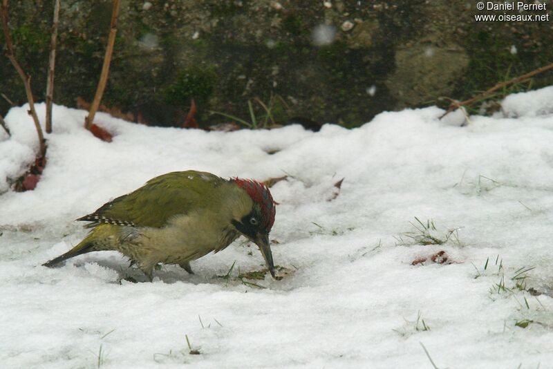 Pic vertadulte, identification, régime