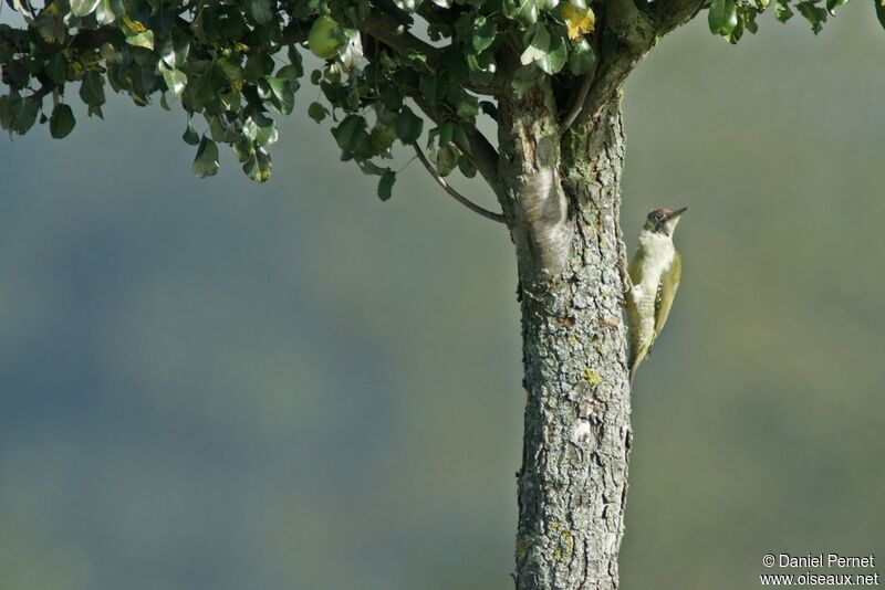 Pic vert femelle adulte, identification