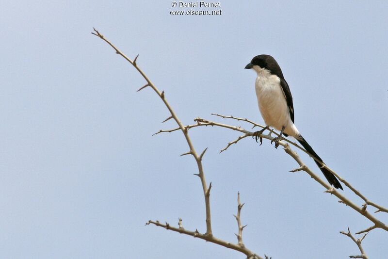 Long-tailed Fiscal, identification