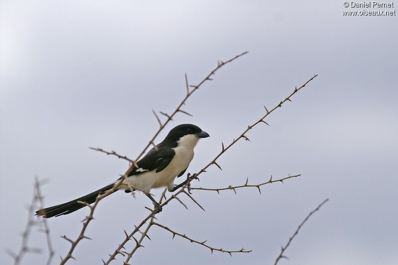 Long-tailed Fiscaladult, identification