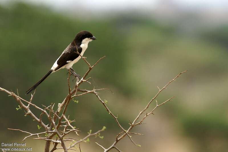 Long-tailed Fiscaladult, identification